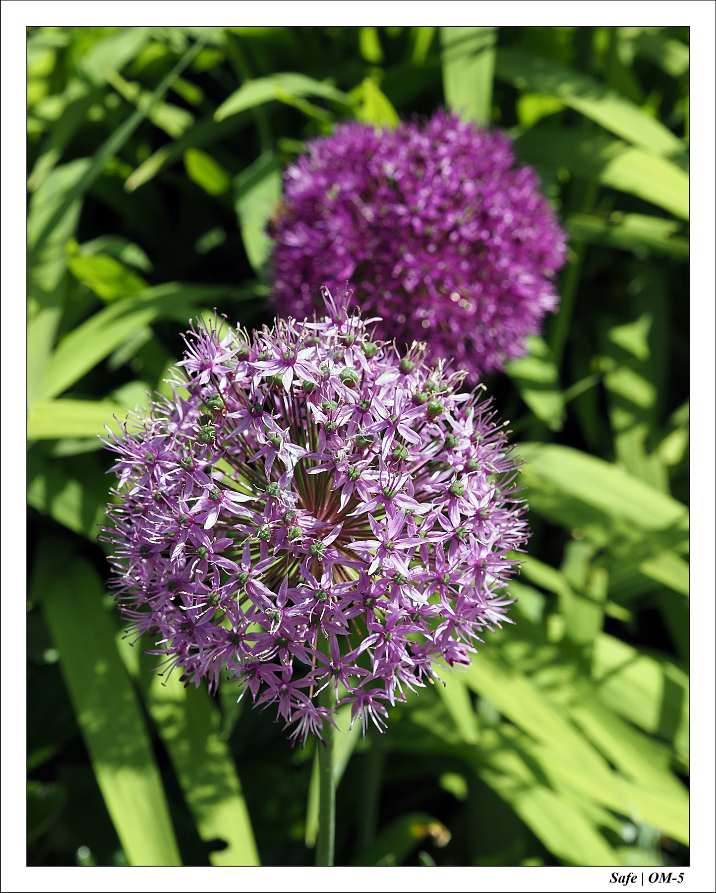 2024 - 05 - Bagatelle - 23